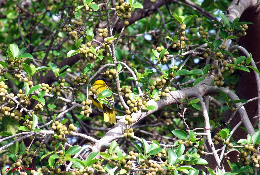 Loriot masquéadulte, identification, régime