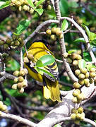 Black-headed Oriole