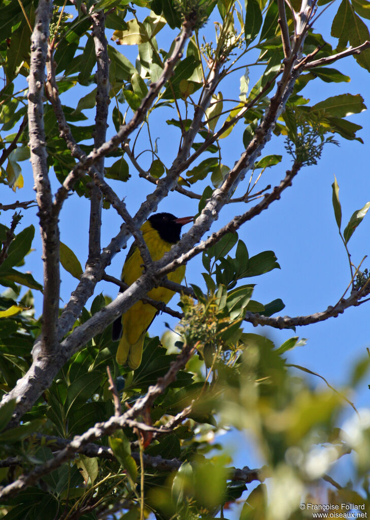 Black-headed Orioleadult, identification