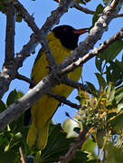 Black-headed Oriole