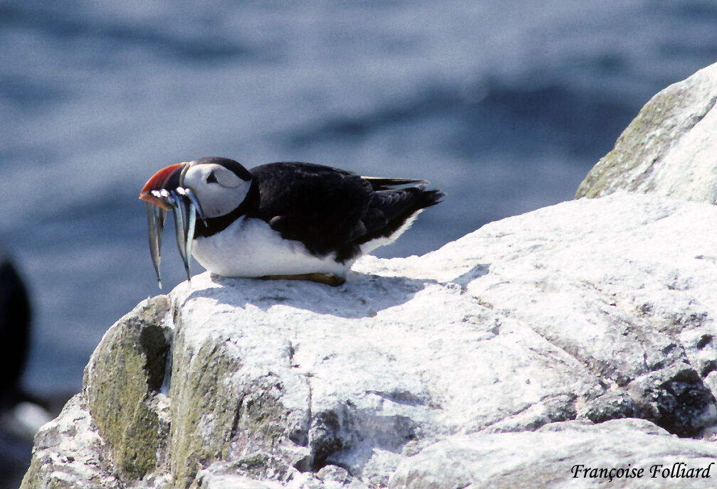 Atlantic Puffinadult, feeding habits, Behaviour