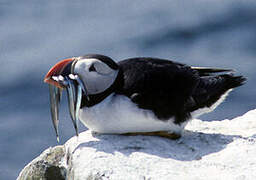 Atlantic Puffin