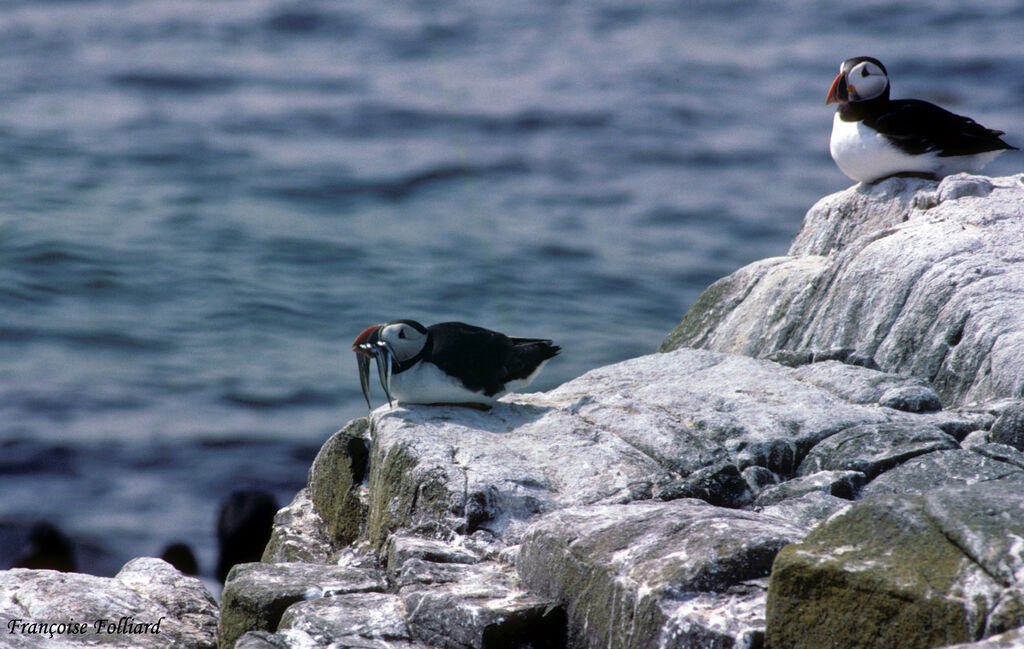 Atlantic Puffinadult, feeding habits, Behaviour