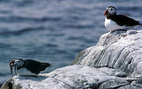 Atlantic Puffin