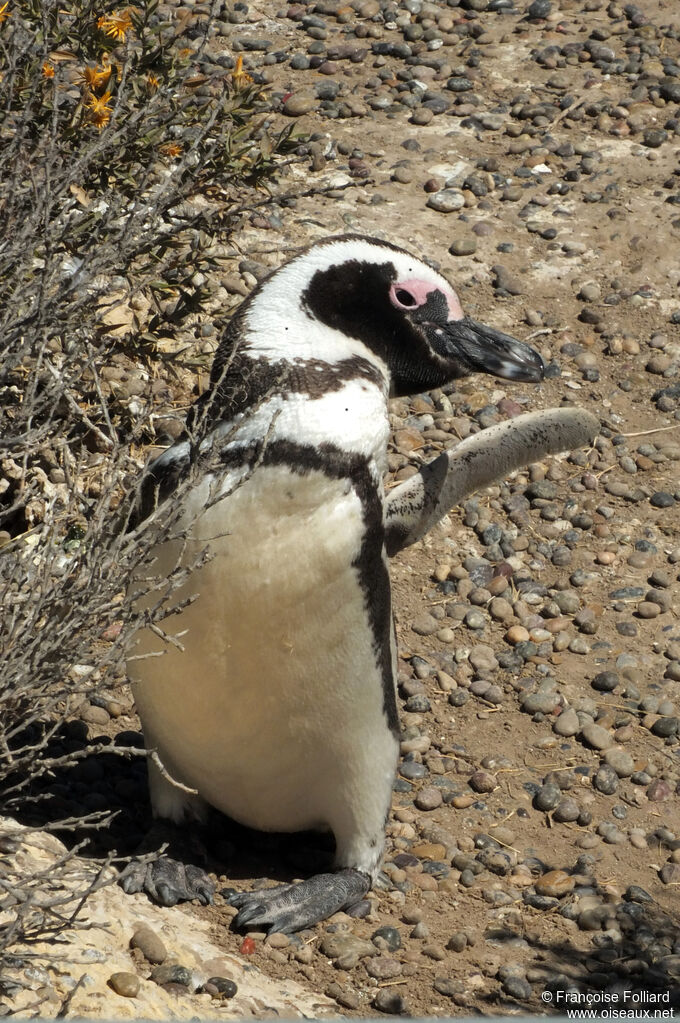 Magellanic Penguin