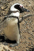 Magellanic Penguin