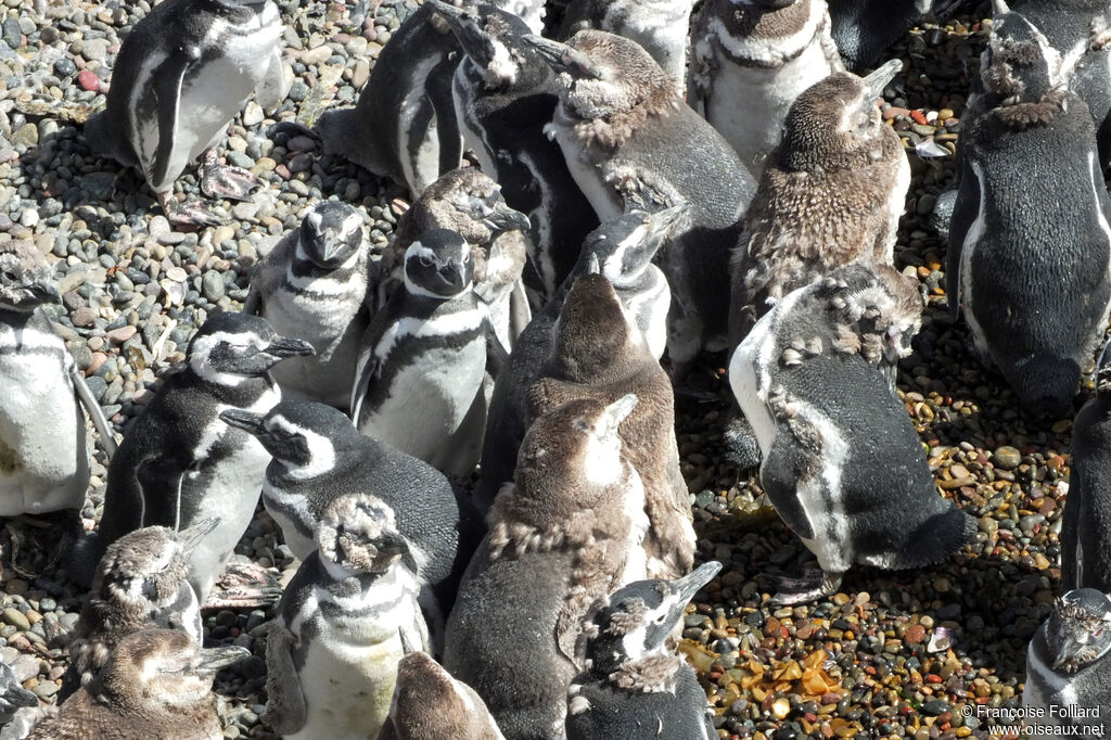 Magellanic Penguinimmature, moulting