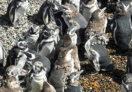 Magellanic Penguin