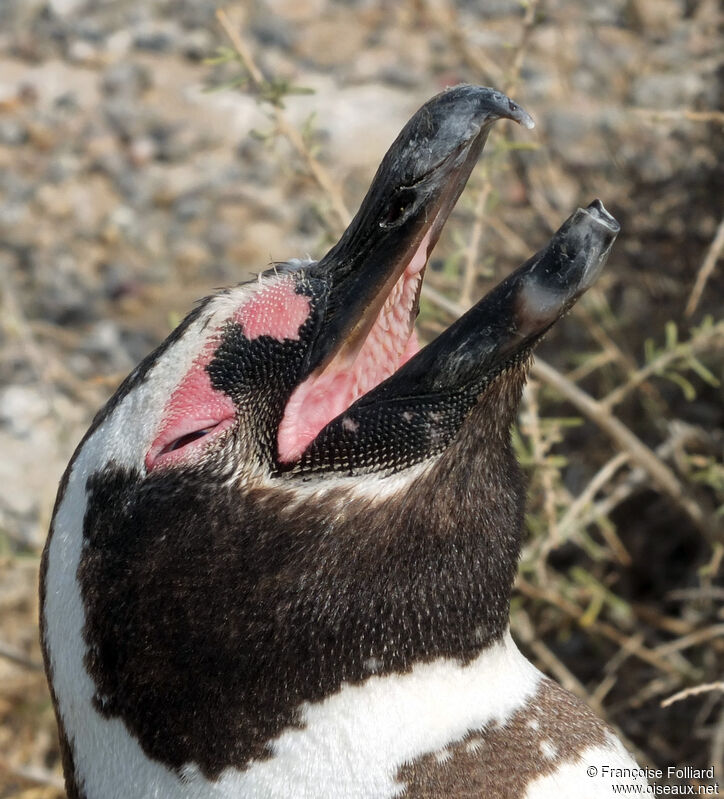 Magellanic Penguin, close-up portrait