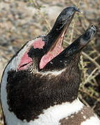 Magellanic Penguin