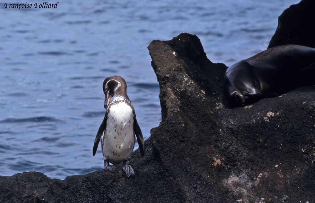 Manchot des Galapagosadulte, identification