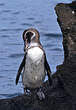 Manchot des Galapagos