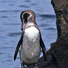 Manchot des Galapagos