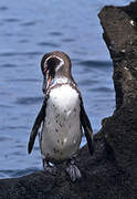 Galapagos Penguin