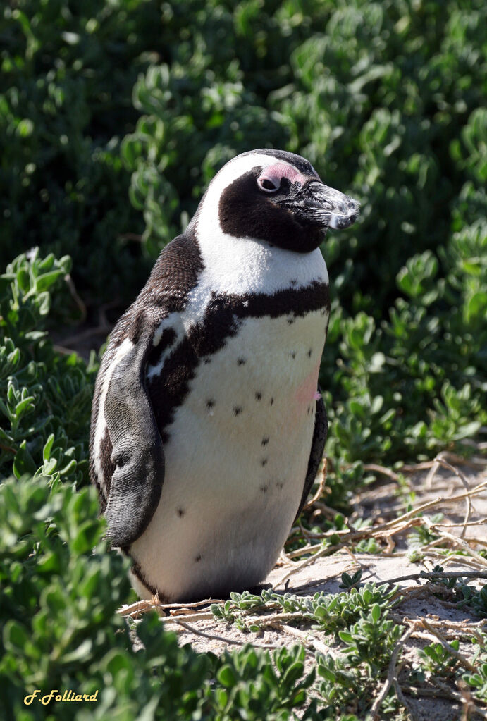 Manchot du Cap, identification