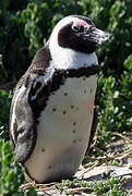 African Penguin