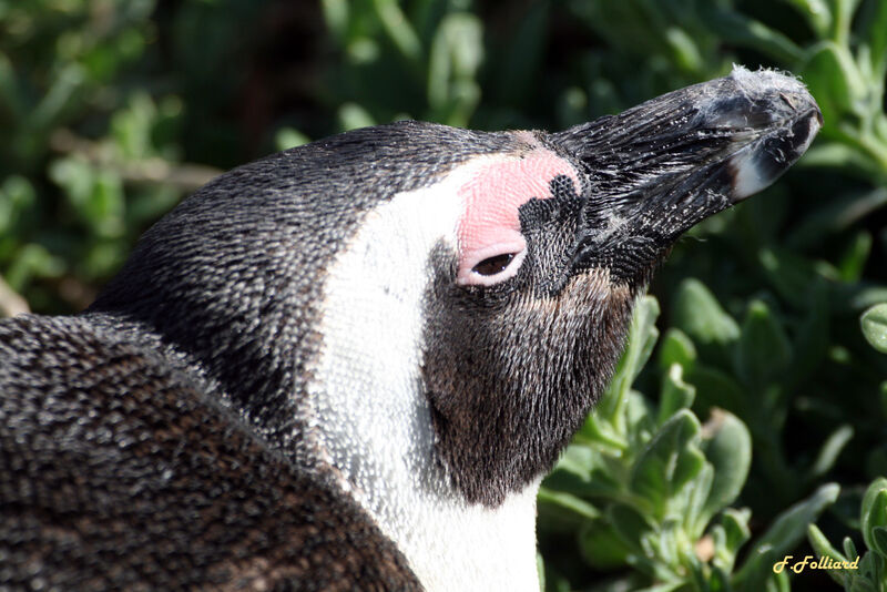 African Penguin, identification