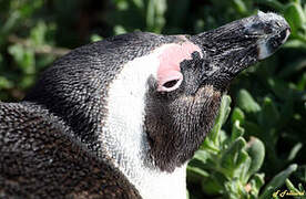 African Penguin