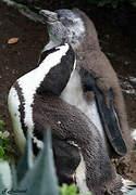 African Penguin