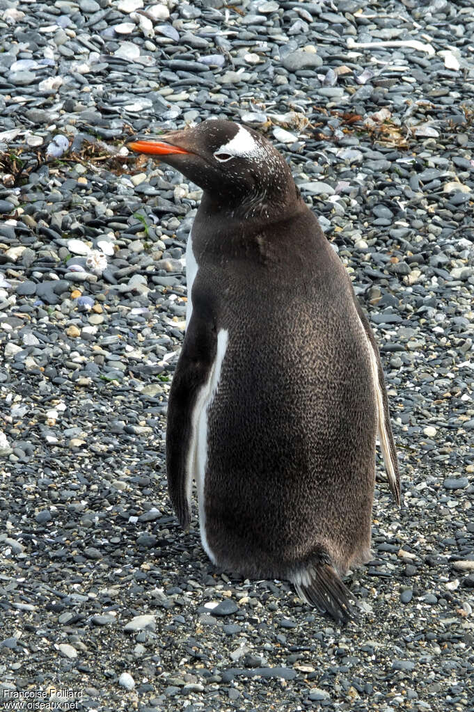 Gentoo Penguinadult, identification