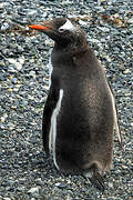 Gentoo Penguin