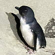 Manchot pygmée