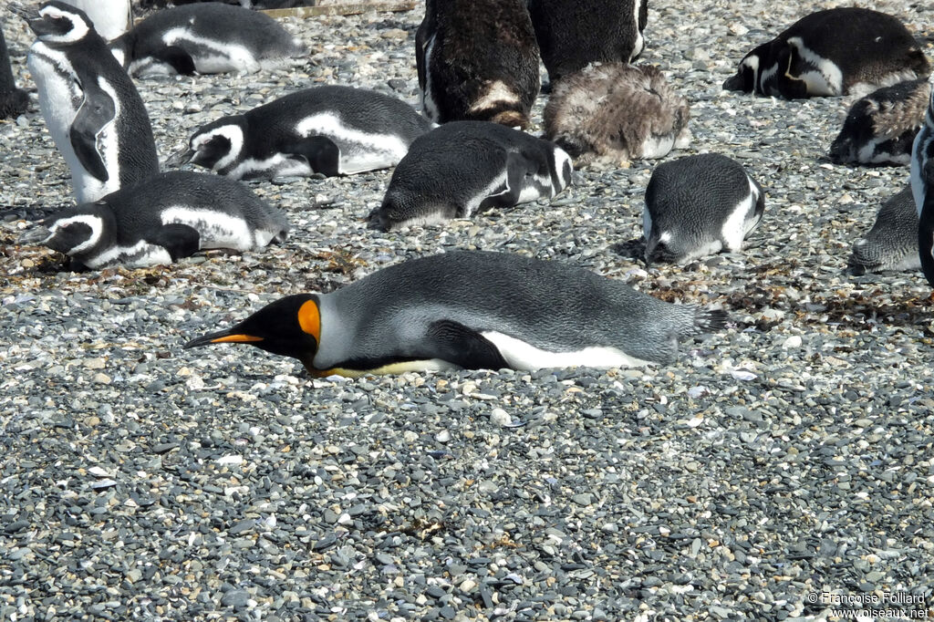 King Penguin