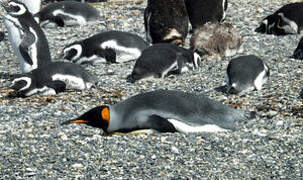 King Penguin