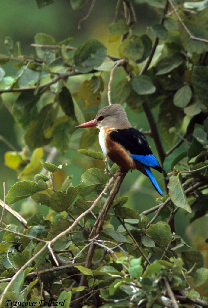 Grey-headed Kingfisher, identification