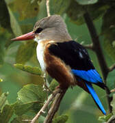 Grey-headed Kingfisher