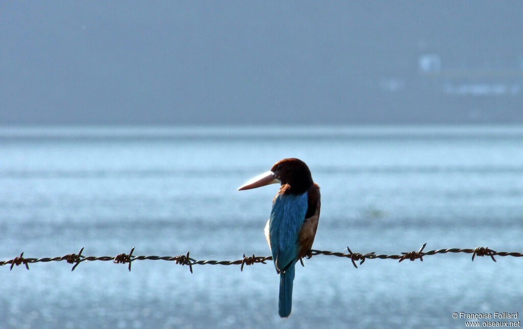 White-throated Kingfisher, identification