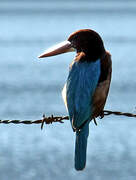 White-throated Kingfisher