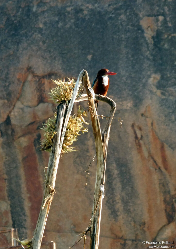 White-throated Kingfisher