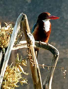 White-throated Kingfisher