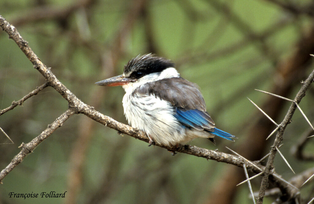 Striped Kingfisher, identification