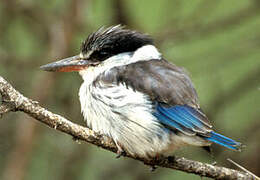 Striped Kingfisher