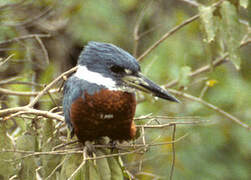 Ringed Kingfisher