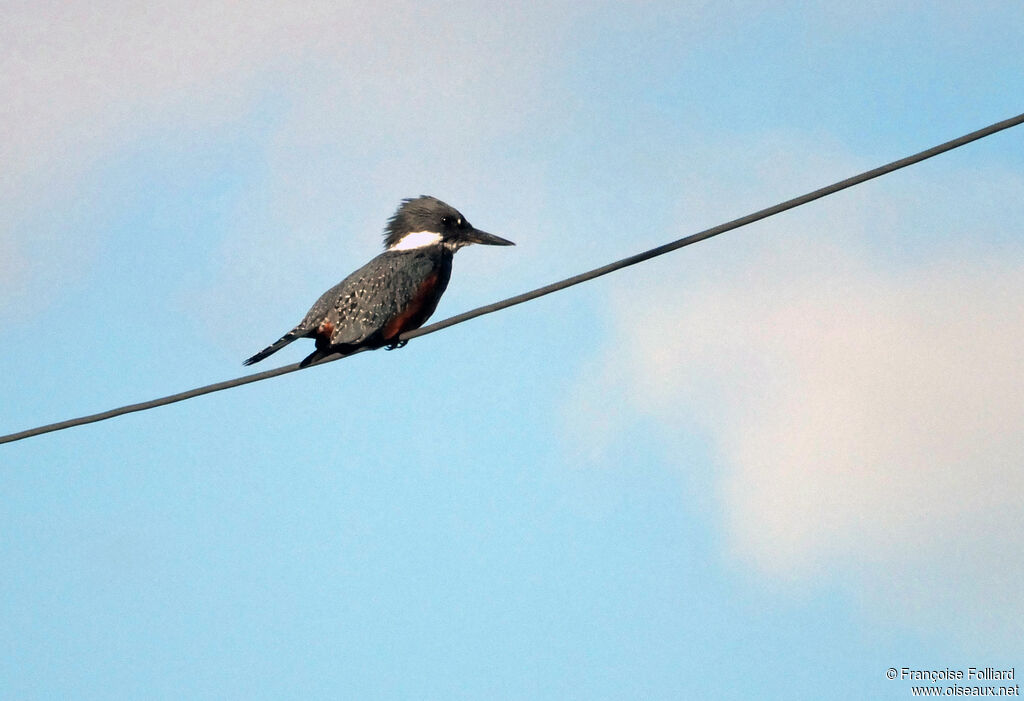 Ringed Kingfisher