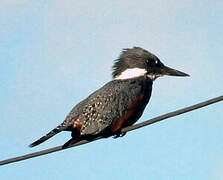 Ringed Kingfisher