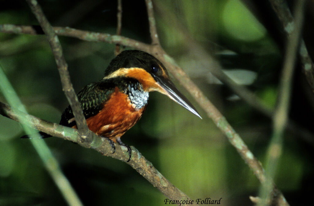 Martin-pêcheur bicoloreadulte, identification