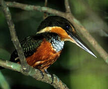 Green-and-rufous Kingfisher