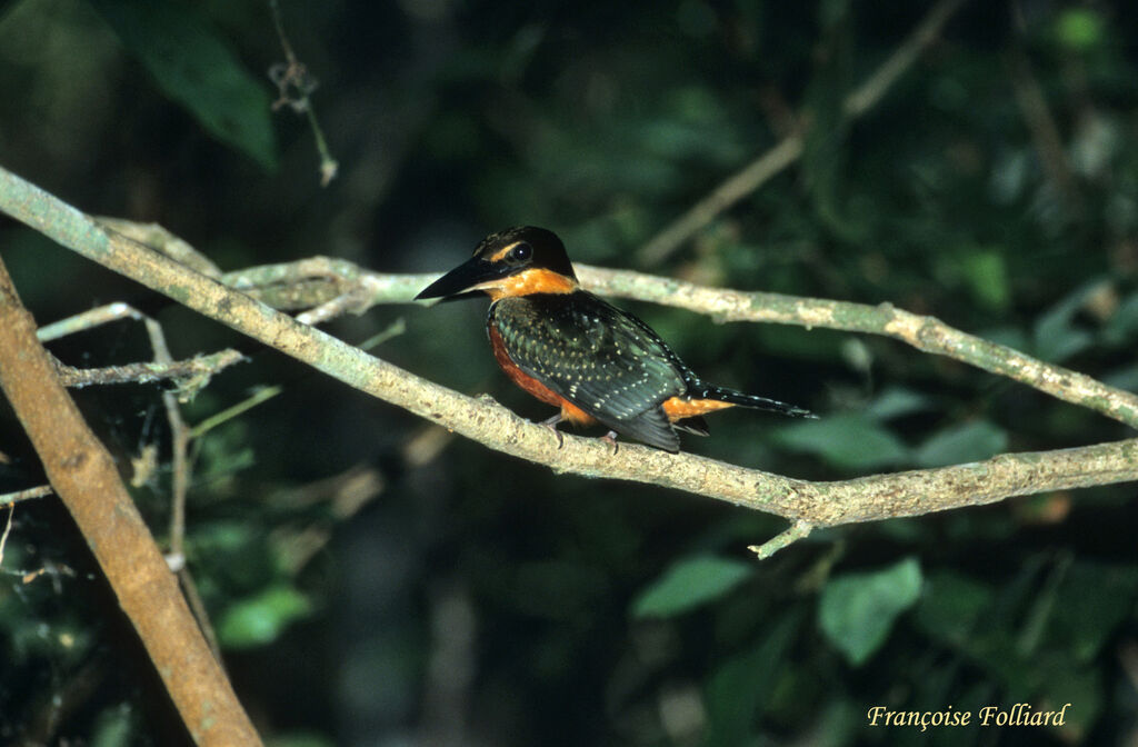 Green-and-rufous Kingfisheradult, identification