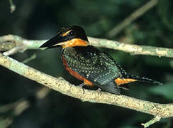 Green-and-rufous Kingfisher