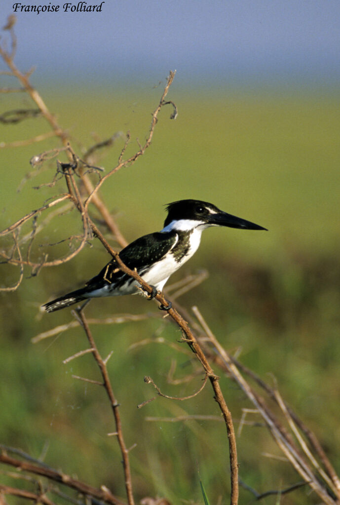 Amazon Kingfisheradult, identification