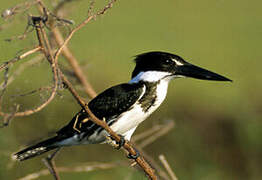 Amazon Kingfisher