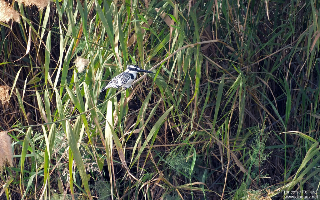 Martin-pêcheur pie, identification