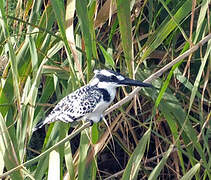 Pied Kingfisher