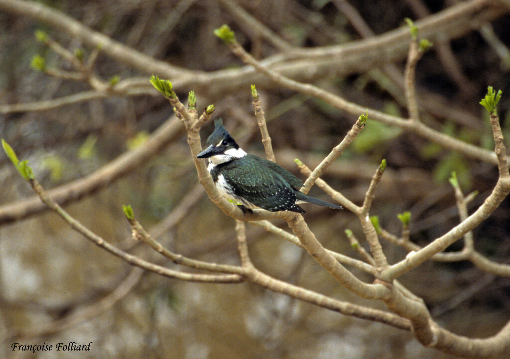 Green Kingfisheradult, identification