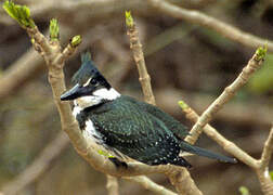 Green Kingfisher