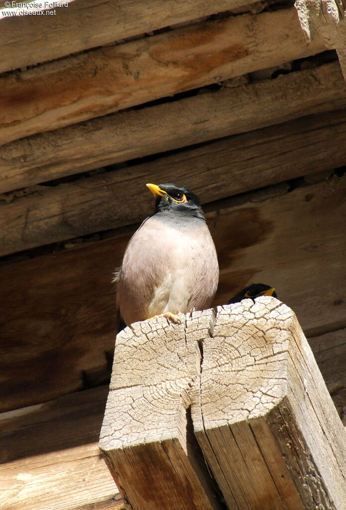 Common Myna, identification